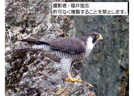 写真を拡大表示します 写真を拡大表示します