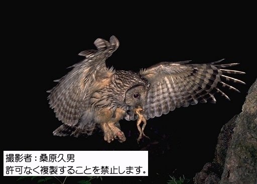 写真を拡大表示します 写真を拡大表示します
