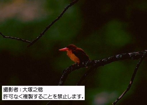写真を拡大表示します 写真を拡大表示します