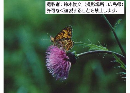 写真を拡大表示します 写真を拡大表示します