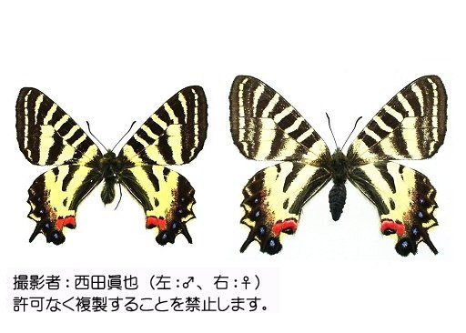 写真を拡大表示します 写真を拡大表示します