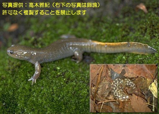 写真を拡大表示します 写真を拡大表示します