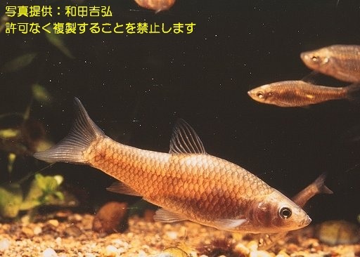 写真を拡大表示します 写真を拡大表示します