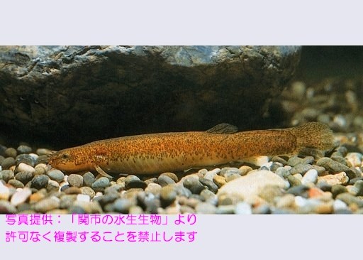 写真を拡大表示します 写真を拡大表示します