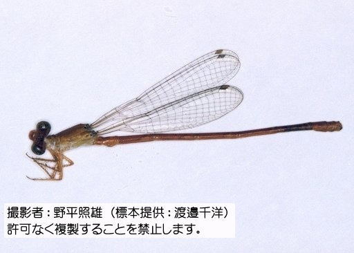 写真を拡大表示します 写真を拡大表示します