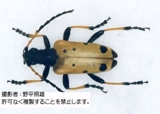 写真を拡大表示します 写真を拡大表示します