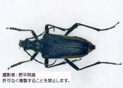 写真を拡大表示します 写真を拡大表示します