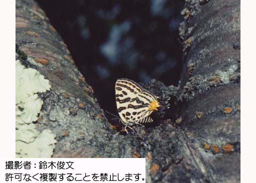 写真を拡大表示します 写真を拡大表示します