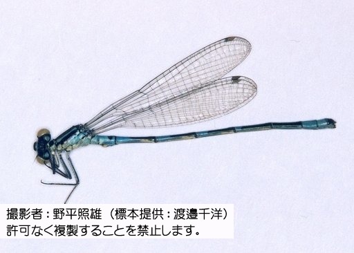 写真を拡大表示します 写真を拡大表示します