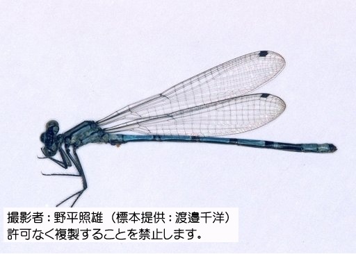 写真を拡大表示します 写真を拡大表示します
