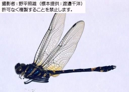 写真を拡大表示します 写真を拡大表示します