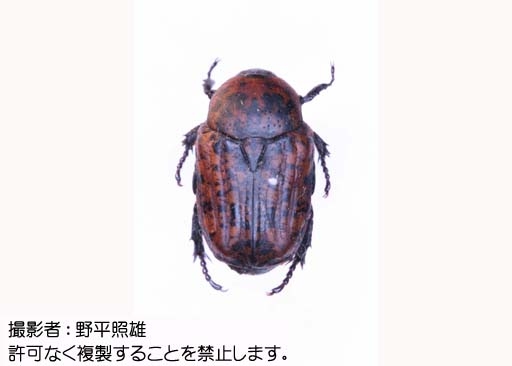写真を拡大表示します 写真を拡大表示します