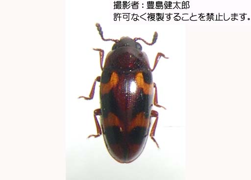 写真を拡大表示します 写真を拡大表示します
