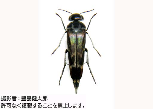写真を拡大表示します 写真を拡大表示します
