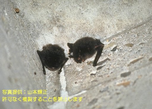 写真を拡大表示します 写真を拡大表示します