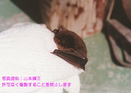 写真を拡大表示します 写真を拡大表示します