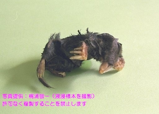 写真を拡大表示します 写真を拡大表示します