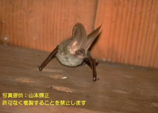 写真を拡大表示します 写真を拡大表示します