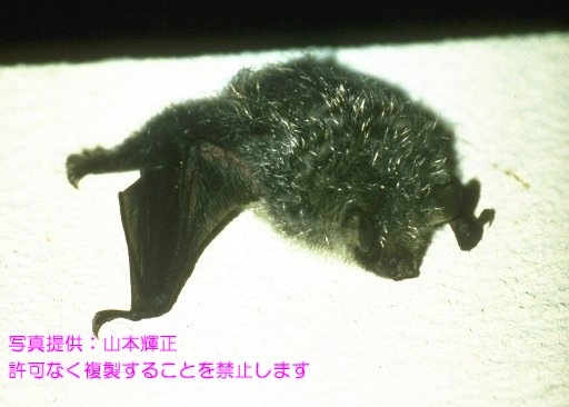 写真を拡大表示します 写真を拡大表示します