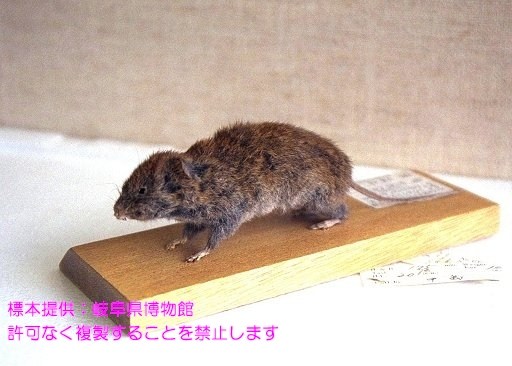 写真を拡大表示します 写真を拡大表示します