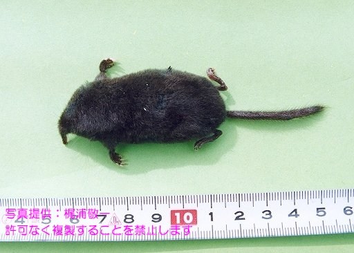 写真を拡大表示します 写真を拡大表示します