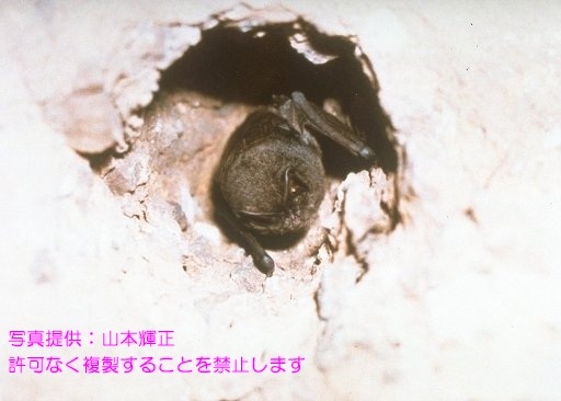 写真を拡大表示します 写真を拡大表示します