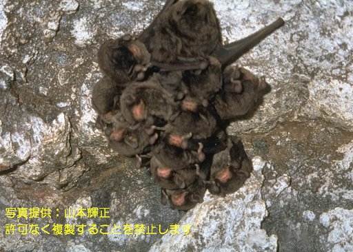 写真を拡大表示します 写真を拡大表示します
