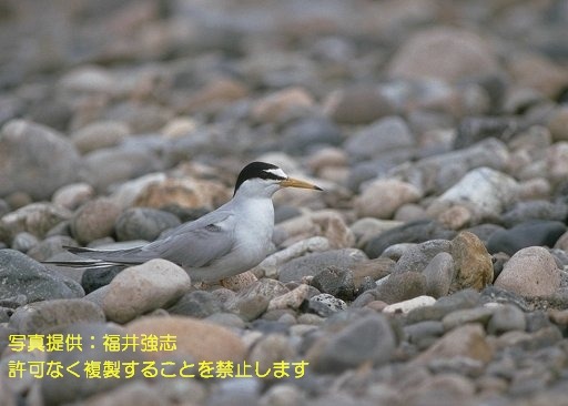 写真を拡大表示します 写真を拡大表示します