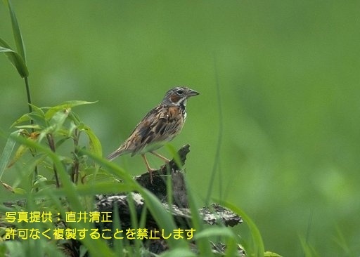 写真を拡大表示します 写真を拡大表示します