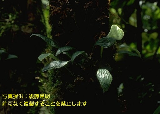 写真を拡大表示します 写真を拡大表示します