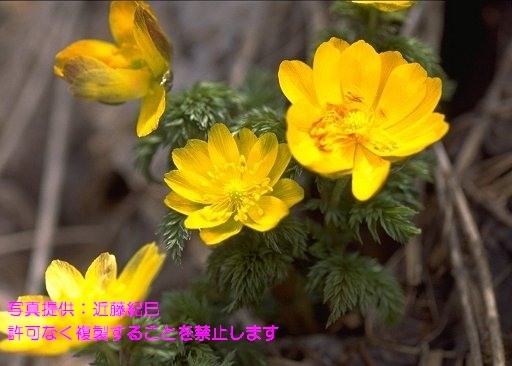 写真を拡大表示します 写真を拡大表示します