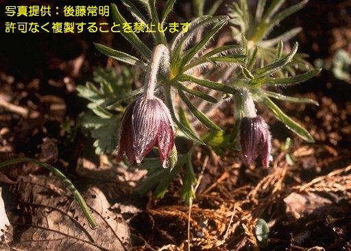 写真を拡大表示します 写真を拡大表示します