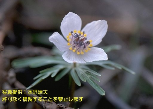 写真を拡大表示します 写真を拡大表示します
