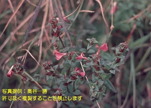 写真を拡大表示します 写真を拡大表示します