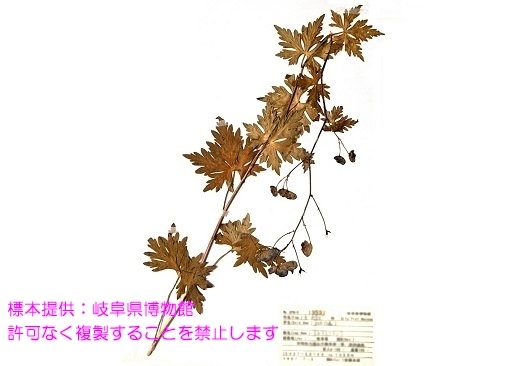 写真を拡大表示します 写真を拡大表示します