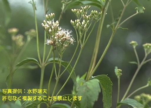 写真を拡大表示します 写真を拡大表示します