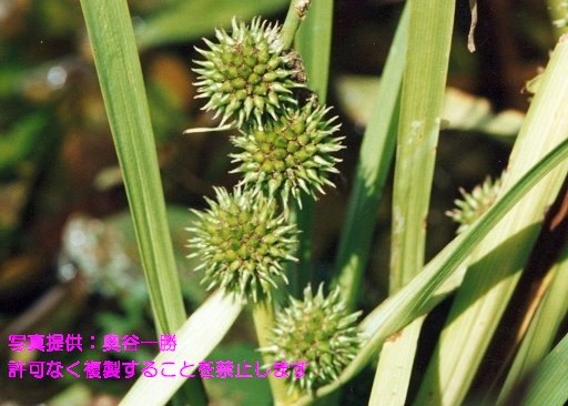 写真を拡大表示します