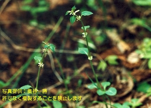 写真を拡大表示します 写真を拡大表示します