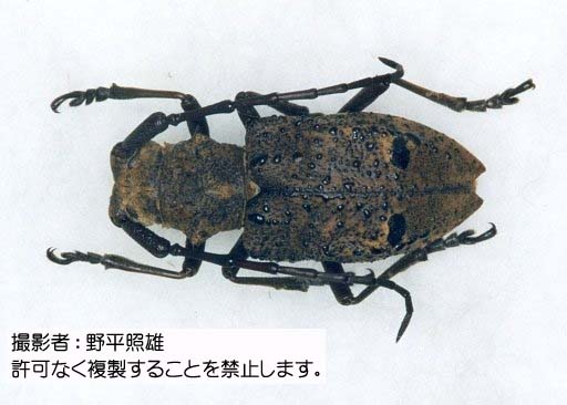 写真を拡大表示します 写真を拡大表示します