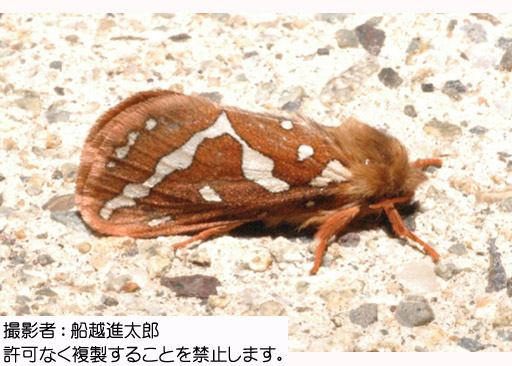 写真を拡大表示します 写真を拡大表示します