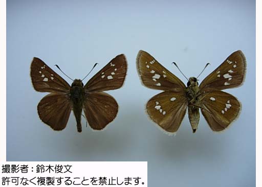 写真を拡大表示します 写真を拡大表示します