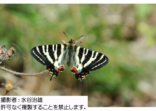 写真を拡大表示します 写真を拡大表示します