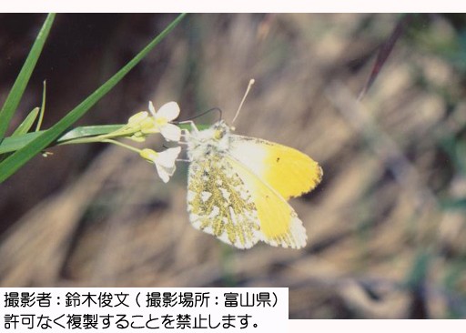 写真を拡大表示します 写真を拡大表示します