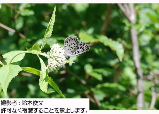 写真を拡大表示します 写真を拡大表示します