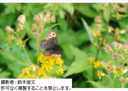 写真を拡大表示します 写真を拡大表示します