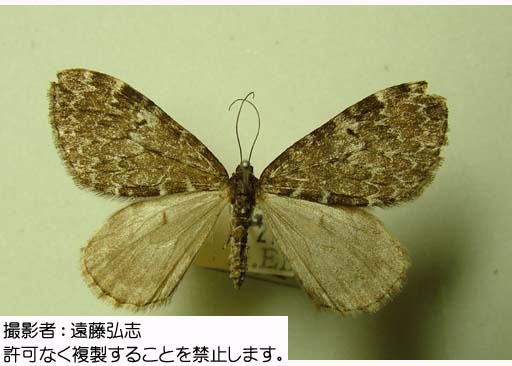 写真を拡大表示します 写真を拡大表示します