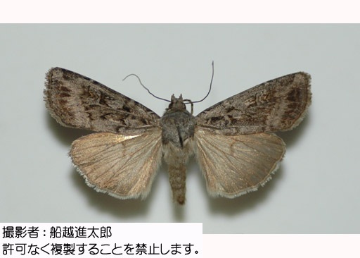 写真を拡大表示します 写真を拡大表示します