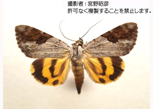 写真を拡大表示します 写真を拡大表示します