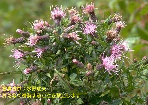 写真を拡大表示します 写真を拡大表示します