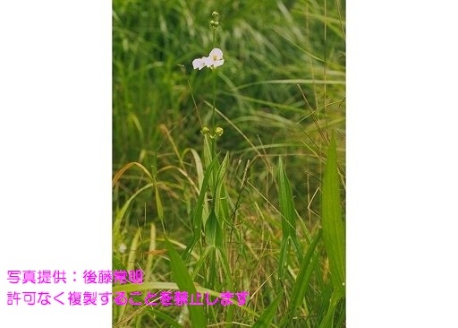 写真を拡大表示します 写真を拡大表示します